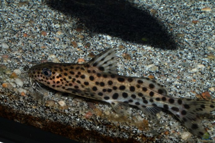 Liosomadoras oncinus
