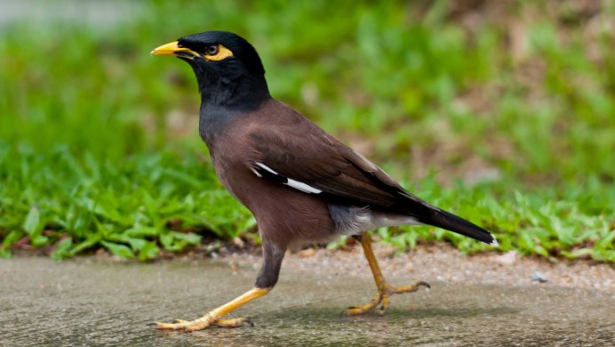 Common Mynah