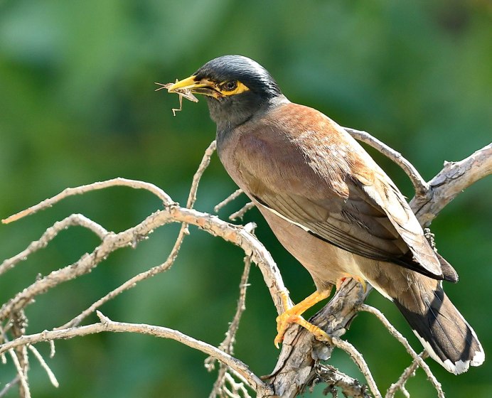 Обыкновенная майна (Acridotheres tristis)