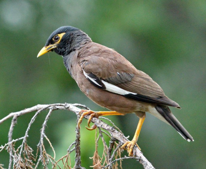 Майна (Acridotheres tristis)