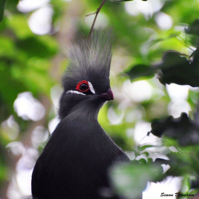 Acridotheres cristatellus