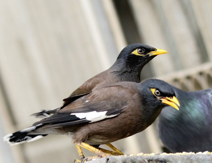 Майна обыкновенная (common Myna).