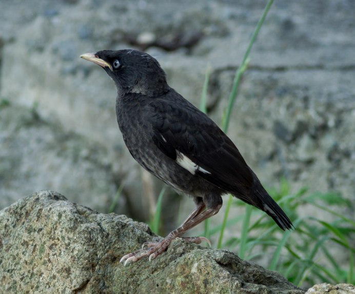 Acridotheres cristatellus