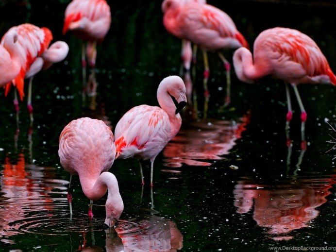 Розовый Фламинго