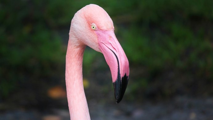 Куба Cayo Coco Flamingo