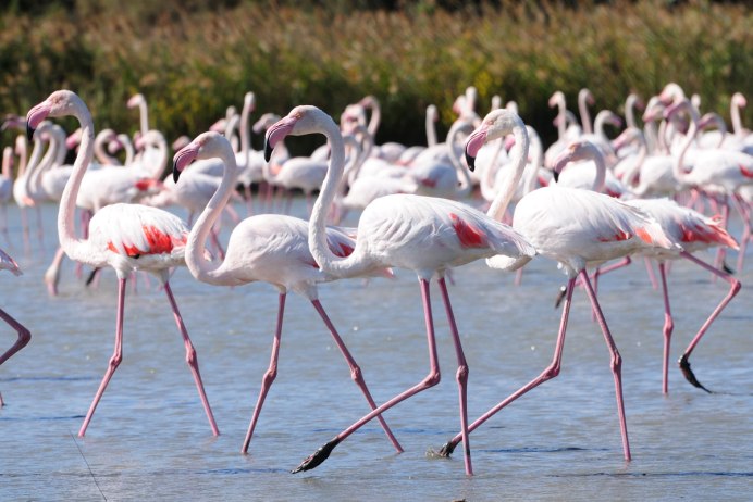 Розовый Фламинго дитя