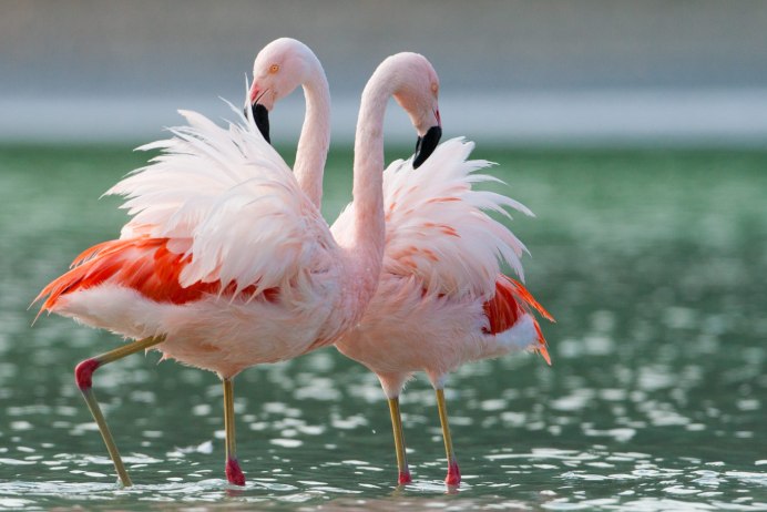 Астрахань розовый Фламинго