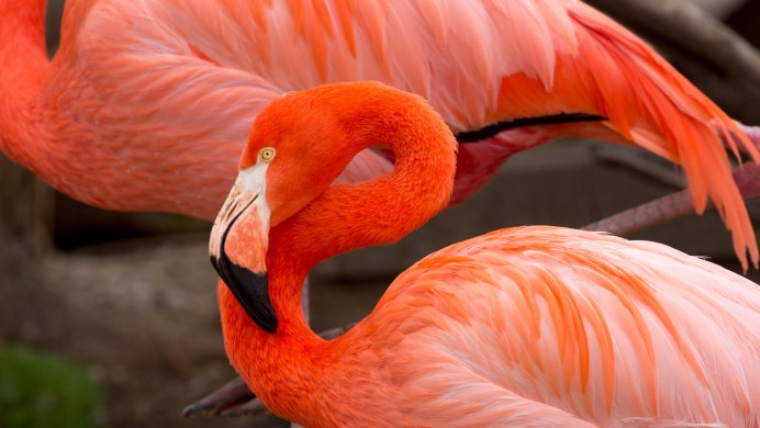 Клюв Фламинго