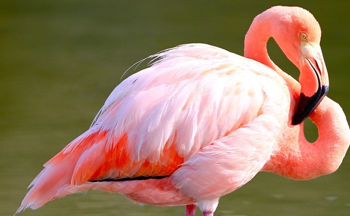 Африканский Фламинго