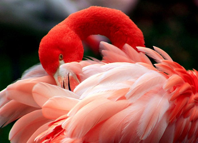Фламинго в природе