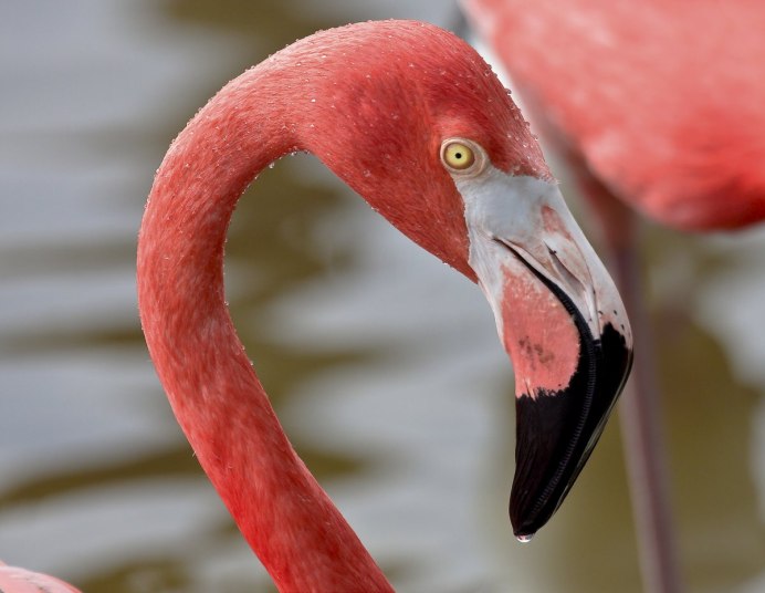 Падальщик Фламинго