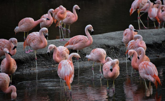 Шея Фламинго