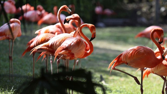 Розовый Фламинго