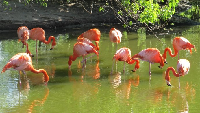 Астраханский заповедник птицы Фламинго