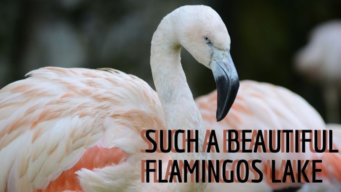 Фламинго в Испании