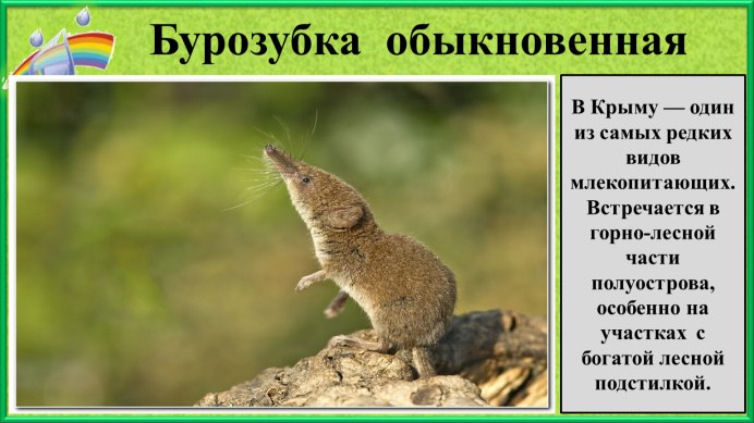 Землеройка бурозубка
