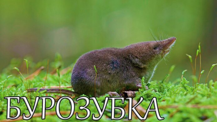 Землеройка бурозубка Крыма