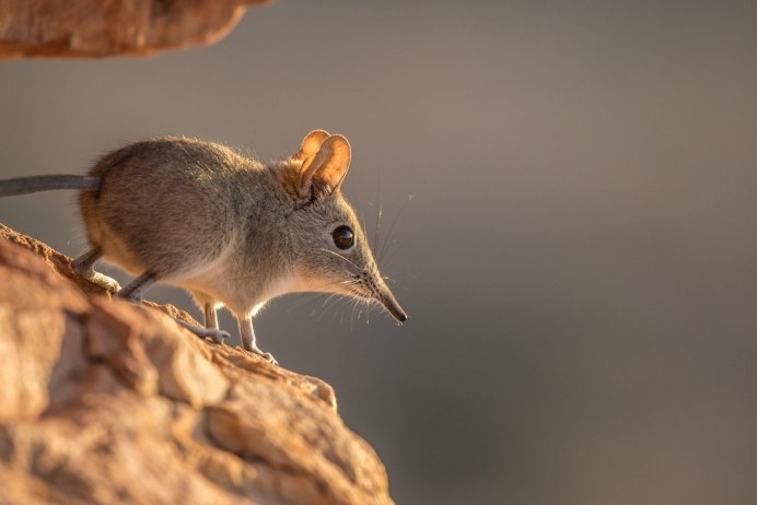 Sorex minutus