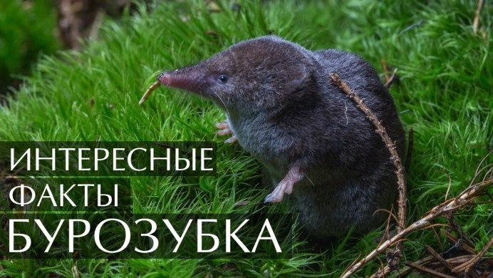 Гигантская бурозубка