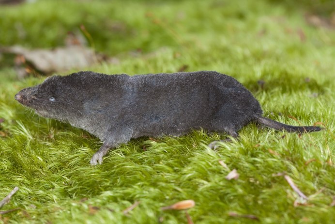 Sorex minutus