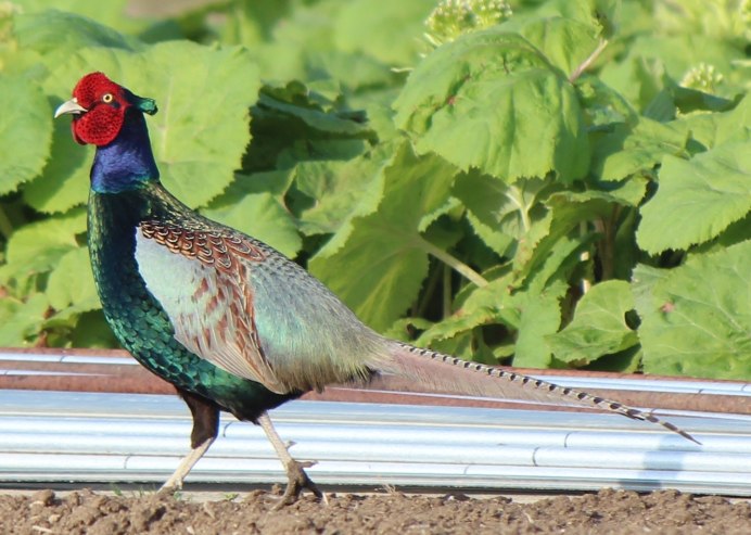Ring necked Pheasant