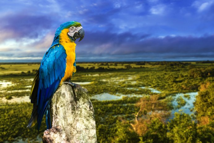 Попугай ара сине желтый
