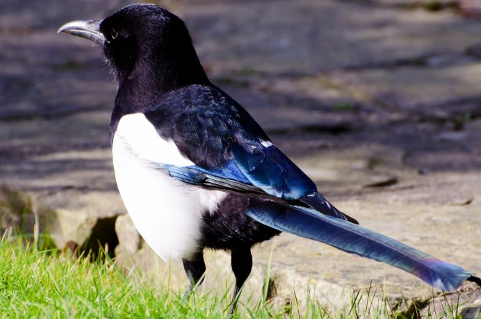 Grallina cyanoleuca