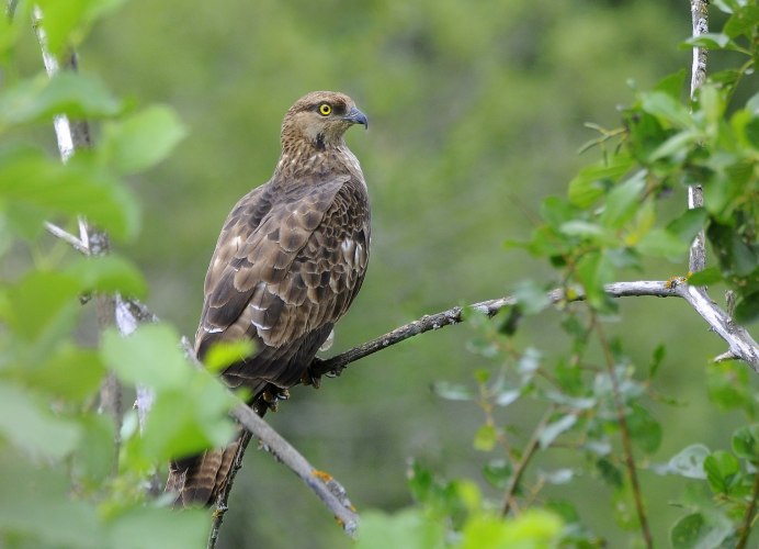 Осоед хохлатый (Pernis ptilorhynchus)