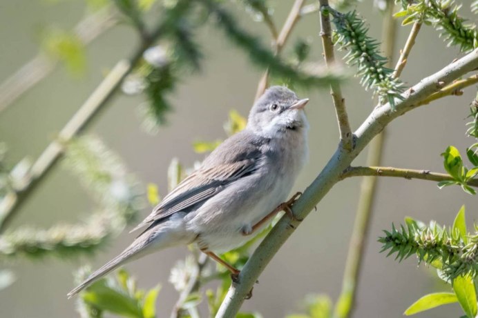 Серый Дрозд (Grey Catbird)