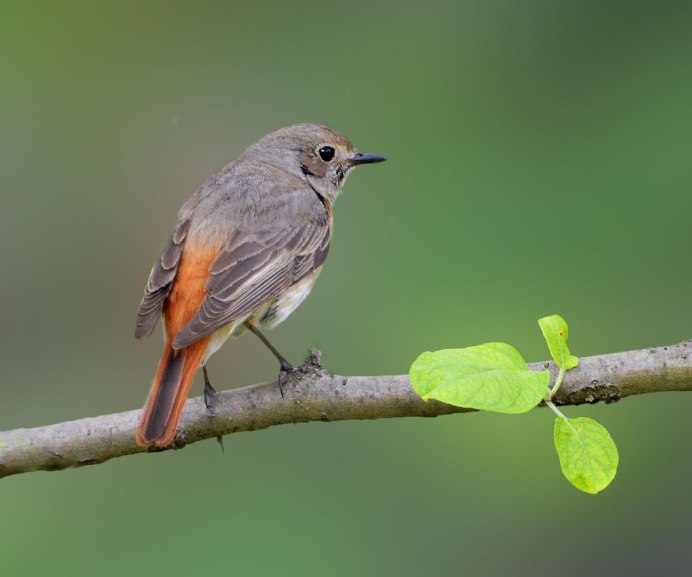 Серая мухоловка (Muscicapa striata)