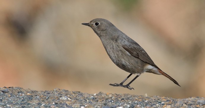 Серая Славка (Sylvia communis)