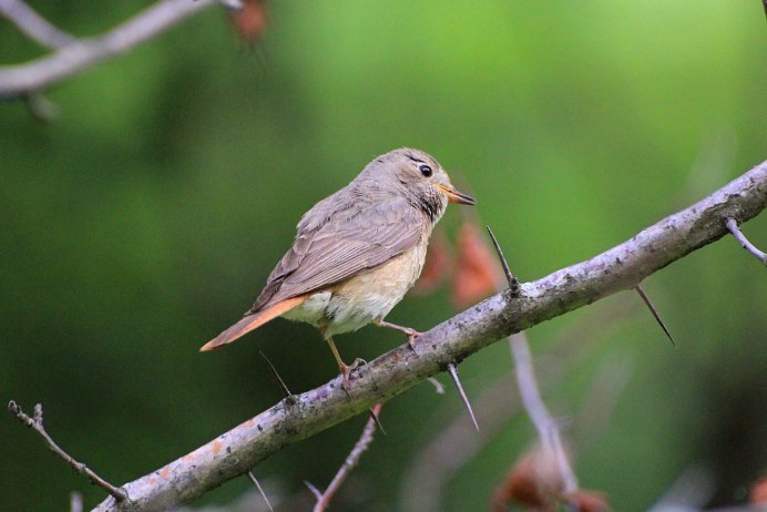 Dumetella carolinensis