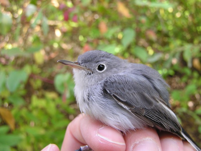 Серая мухоловка (Muscicapa striata)