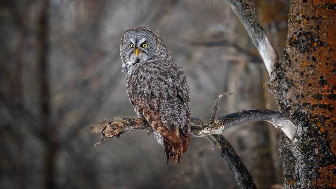 Серая Сова (Grey Owl,