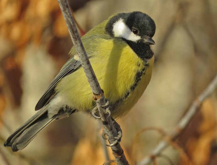 Лазоревка синица самец