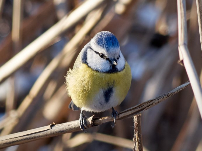 Синицы в городе зимой