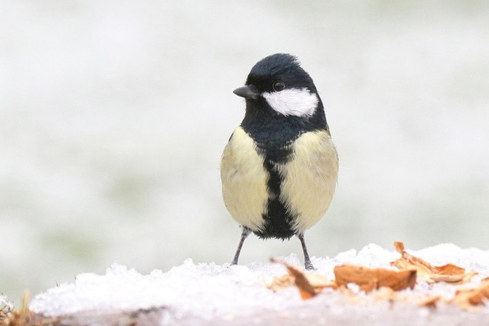 Большая синица самец и самка