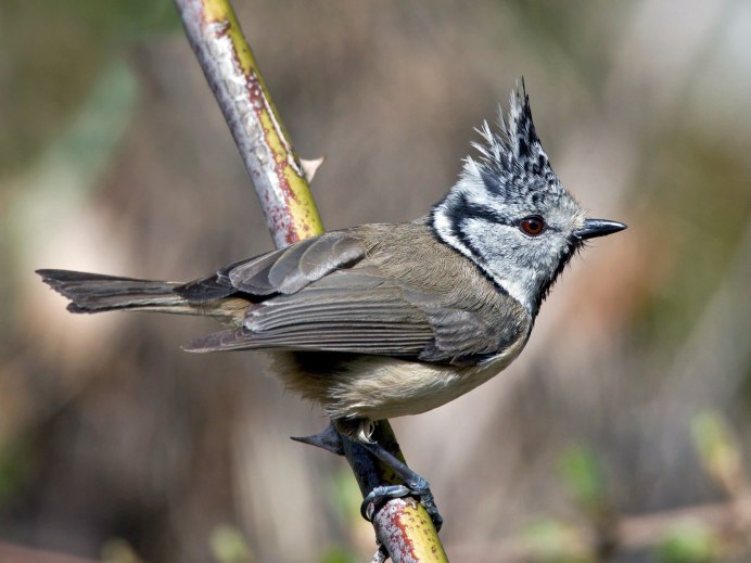 Обыкновенная лазоревка