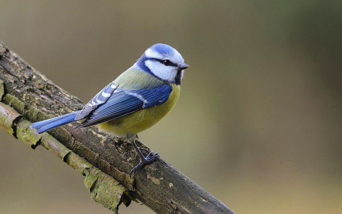 Синица лазоревка самка и самец