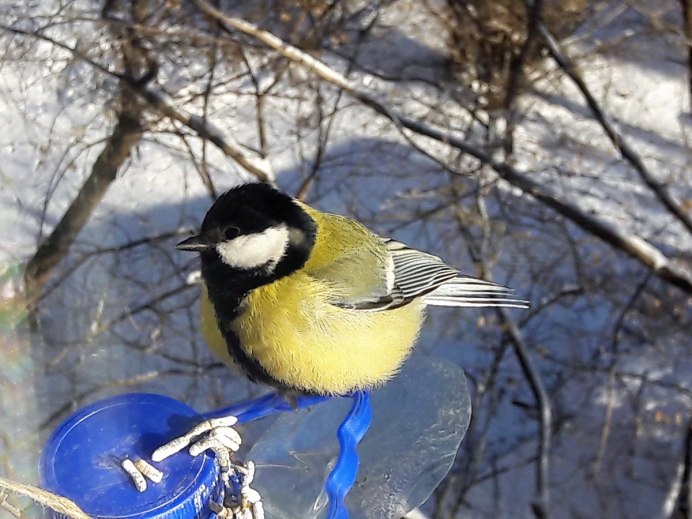 Окольцованные синички