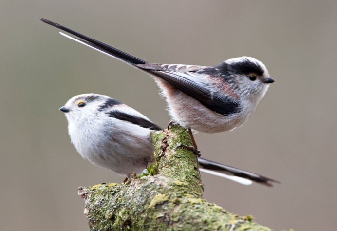 Синица лазоревка