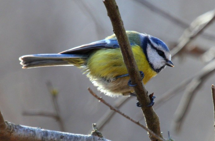 Синица атакует
