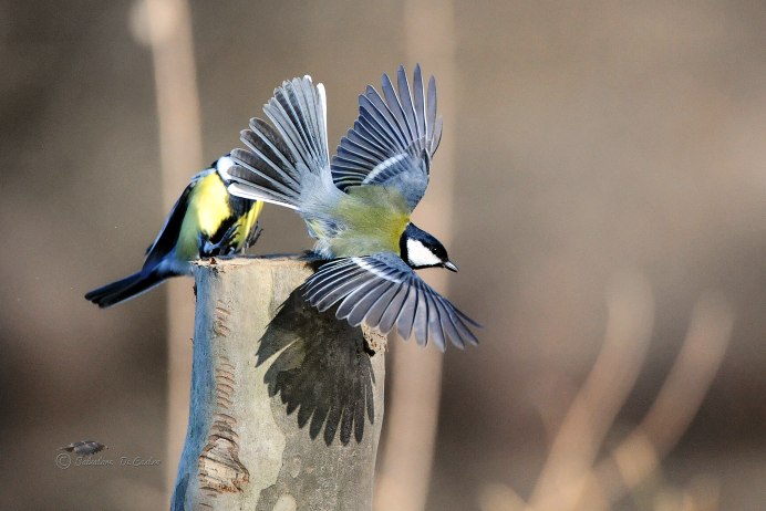 Буроголовая гаичка самка