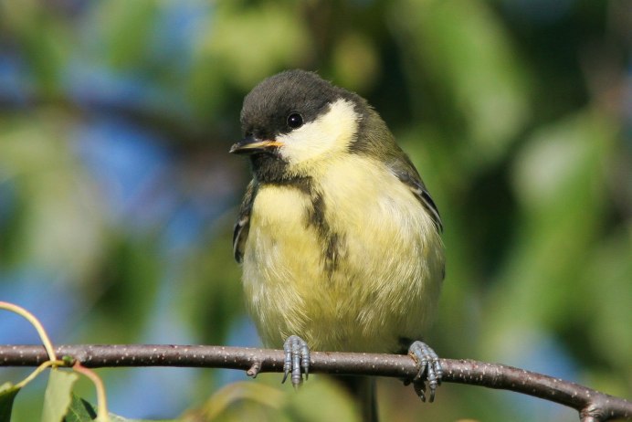 Лазоревка синица самка
