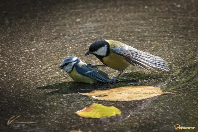 Зеленоспинная синица
