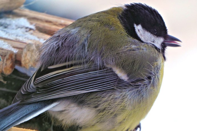 Две синицы летят