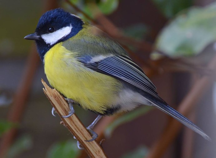 Синица самец и самка отличия фото