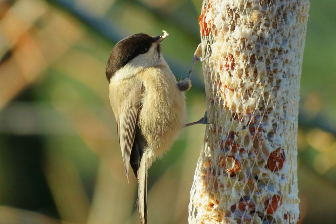 Синица длиннохвостая лазоревка