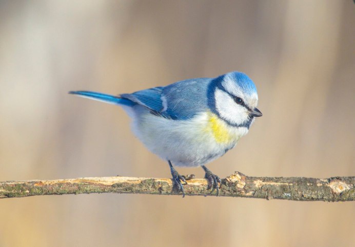 Зимующие птицы синичка
