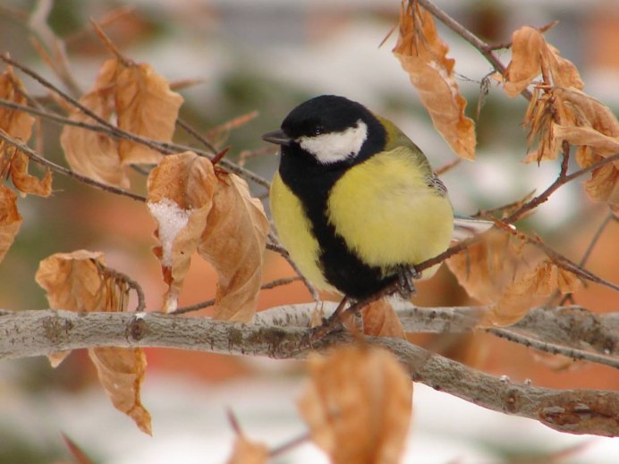 Усатая синица круглая